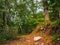 Path in green mystical forest. Beautiful nature. Morning walk