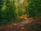 Path in green mystical forest. Beautiful nature. Morning walk