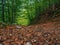 Path in green mystical forest. Beautiful nature. Morning walk