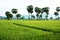 The path on green paddy field and palm trees