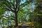 Path with green sprawling tree in forest and sunshine