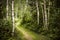 Path in green summer forest