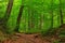 path in a green thick deciduous forest landscape