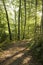 Path through green woodland