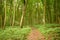 Path in the green woods