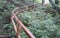 Path with handrail in the waterfalls of Hortas, Arzua