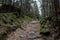 Path through a haunted forest