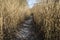 Path through high reed in winter