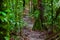 Path inside of the amazon rainforest, surrounding of dense vegetation in the Cuyabeno National Park, South America