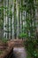 Path inside a Bamboo forest in Kyoto