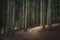 Path inside a silver fir forest in Orecchiella park. Garfagnana, Tuscany, Italy