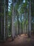 Path inside a silver fir forest in Orecchiella park. Garfagnana, Tuscany, Italy