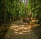 Path at Japod Islands Near Bihac, Bosnia