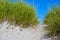 Path through juicy green grass on sand dunes coast