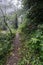 Path in jungle hike in Bali Indonesia very green plants and waterfall