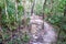 Path in the jungle of Koh Rong Sanloem island, Cambodia