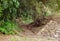 Path in the jungle near tajin town, veracruz, mexico I