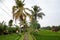 Path in the jungle. Paddy fields around