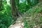 Path in the jungle, Palenque Maya ruins, Mexico