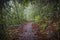 Path in the jungle. Sinharaja rainforest in Sri Lanka.