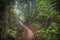 Path in the jungle. Sinharaja rainforest in Sri Lanka.