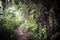 Path in the jungle. Sinharaja rainforest in Sri Lanka.