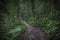 Path in the jungle. Sinharaja rainforest in Sri Lanka.