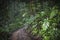 Path in the jungle. Sinharaja rainforest in Sri Lanka.