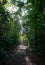 Path in the jungle with sunlight through foliage