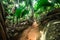 Path in the jungle surrounded by thick vegetation