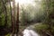 Path in a karri tree forest in Western Australia during rain