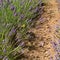 The path in the Lavender. July, Italy.