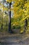 Path leading through the autumn forest on a sunny late afternoon