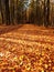 Path leading among the beech trees in early autumn forest. Fresh colors