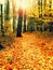 Path leading among the beech trees in early autumn forest. Fresh colors