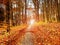 Path leading among the beech trees in early autumn forest. Fresh colors