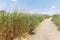 The path leading through bushes with flowers to the volcanic mountains above the Ayit waterfall on the Golan Heights in Israel