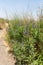 The path leading through bushes with flowers to the volcanic mountains above the Ayit waterfall on the Golan Heights in Israel