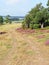 Path leading through heather blossom landscape in Eifel region in Germany