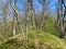 Path leading through a mana ash and sessile oak forest