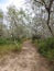 Path Leading Through Mesquite Trees