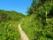 Path leading past a meadow full of alpine wild flowers