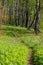 A path leading into a picturesque birch grove