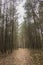 Path leading through pine forest giving alone and dark feel landscape