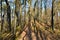 Path leading through a sessile oak (Quercus petraea) forest
