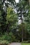 A path leading into a wooded area lined with grass, pine, trees, ferns and shrubs in Washington