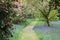 A path leads through the bluebells and rhododendrons and camellias