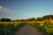 A path leads down the middle of a sunflower field at sunrise in summer