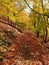 Path of leaves in a beautiful colored forest in autumn