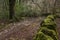 The Path through Leek Hill Wood